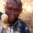 Weighing a Rufous Elephant Shrew, 2009.jpg